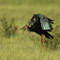 Ibis łysy - Geronticus calvus - Southern Bald Ibis
