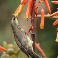 Nektarnik ametystowy - Chalcomitra amethystina - Amethyst Sunbird