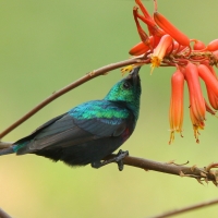 Nektarnik czarnoskrzydły - Cinnyris mariquensis - Marico Sunbird