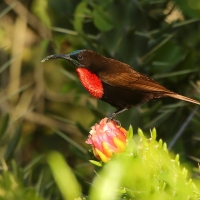 Nektarnik szkarłatny - Chalcomitra senegalensis - Scarlet-chested Sunbird
