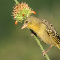 Wikłacz łuskowany - Ploceus spekei - Speke's Weaver