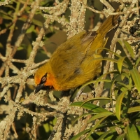 Wikłacz okularowy - Ploceus ocularis - Spectacled Weaver