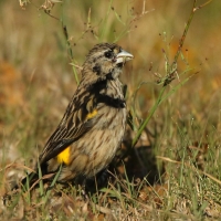 Wikłacz przylądkowy - Euplectes capensis - Yellow Bishop