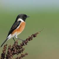 Kląskawka afrykańska - Saxicola torquatus - African Stonechat