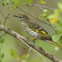 Liszkojad czarny - Campephaga flava - Black Cuckooshrike