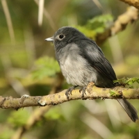 Mucharka białooka - Melaenornis fischeri - White-eyed Slaty Flycatcher