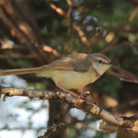 Prinia obrożna - Prinia flavicans - Black-chested Prinia