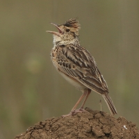 Skowroniec sawannowy - Mirafra africana - Rufous-naped Lark