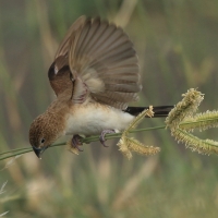 Srebrnodziobek afrykański - Euodice cantans - African Silverbill