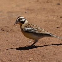 Trznadel złotobrzuchy - Emberiza flaviventris - Golden-breasted Bunting