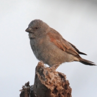 Wróbel suahilijski - Passer suahelicus - Swahili Sparrow