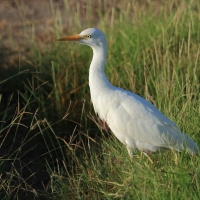Czapla złotawa - Bubulcus ibis - Western Cattle Egret