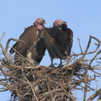 Sęp uszaty - Torgos tracheliotos - Lappet-faced Vulture