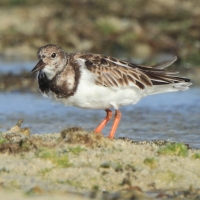 Kamusznik - Arenaria interpres - Ruddy Turnstone