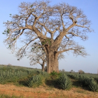 Baobab.