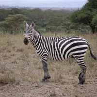 Zebra w Parku Narodowym Nairobi.