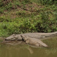 Krokodyl.