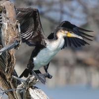 Kormoran etiopski - Microcarbo africanus - Long-tailed Cormorant