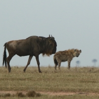Gnu i hiena.