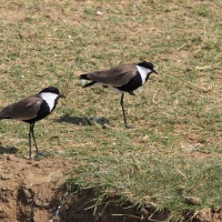 Czajka szponiasta - Vanellus spinosus - Spur-winged Lapwing