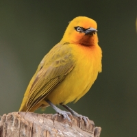 Wikłacz okularowy - Malimbus ocularis - Spectacled Weaver