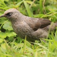 Tymal maskowy - Turdoides sharpei - Sharpe's Babbler