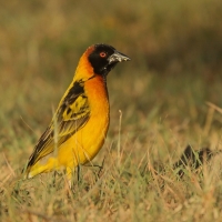 Wikłacz sawannowy - Malimbus intermedius - Lesser Masked Weaver