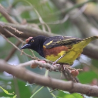 Wikłacz żałobny - Malimbus weynsi - Weyns's Weaver