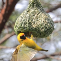 Wikłacz akacjowy - Ploceus vitellinus - Vitelline Masked-Weaver