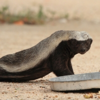 Ratel na kempingu.