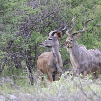 Kudu wielkie w Etoshy.