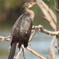 Kormoran etiopski - Microcarbo africanus - Long-tailed Cormorant