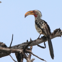 Toko czerwonolicy - Tockus leucomelas - Southern Yellow-billed Hornbill