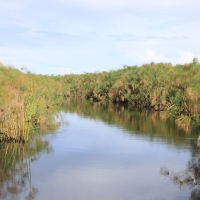 Okawango.