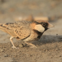 Łuskogłowik czarnobrody - Sporopipes squamifrons - Scaly-fronted Weaver
