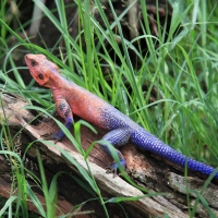 Agama.