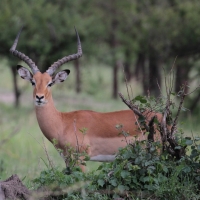 Impala.