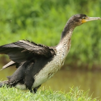 Kormoran etiopski - Microcarbo africanus - Long-tailed Cormorant