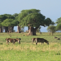 Stare baobaby - symbol Tarangire.
