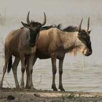 Gnu.