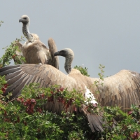 Sęp afrykański - Gyps africanus -  White-backed Vulture