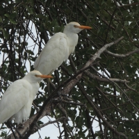 Czapla złotawa - Bubulcus ibis - Western Cattle Egret