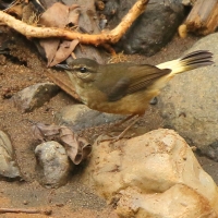 Koronówka płowa - Phaeothlypis fulvicaud - Buff-rumped Warbler