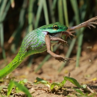 Wąż - Cope's Parrot Snake połykający żabę.