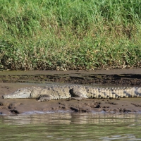 Krokodyl różańcowy nad rzeką Tarcole.