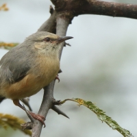 Sawanka długodzioba - Sylvietta rufescens - Cape Crombec