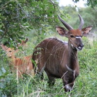 Nyala - samiec.