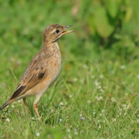 Świergotek rdzawy - Corydalla rufula - Paddyfield Pipit