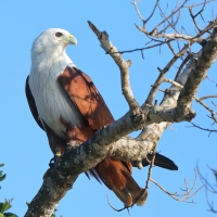 Kania braminska - Haliastur indus - Brahminy Kite