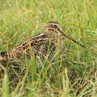 Bekas syberyjski - Gallinago stenura - Pin-tailed Snipe